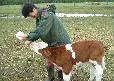 feeding a calf