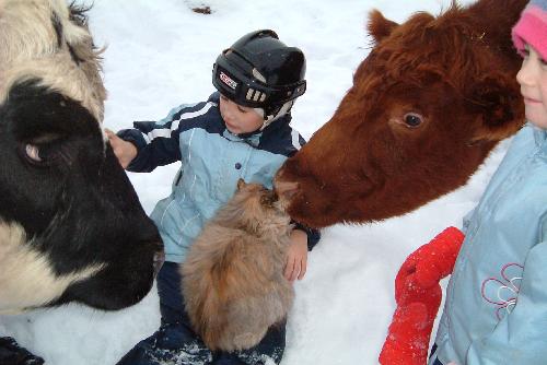 shima kids & cows